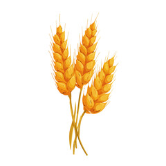 Flat 2D Wheat vector illustration, icon graphic on white background
