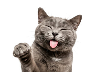 A gray cat with its eyes closed and tongue out on a transparent background