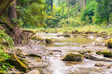 Fototapeta premium The river flows through a dense coniferous forest. 