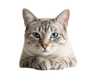 Gray tabby cat with blue eyes lying down isolated on transparent background