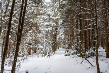 Snowy pathway through a dense forest, surrounded by tall pine trees with branches covered in snow. A serene winter landscape ideal for nature lovers and photographers.