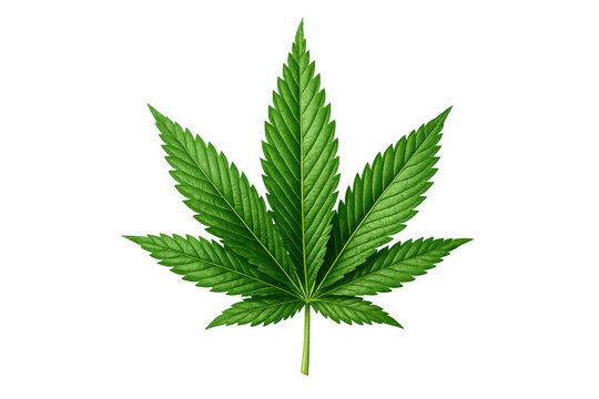 Cannabis leaf illustration displaying a vibrant green marijuana plant representing health, wellness, and natural medicine, transparent background