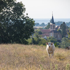 sc&egrave;ne rurale en Bourgogne, vache dans un pr&eacute; en &eacute;t&eacute; et &eacute;glise de village