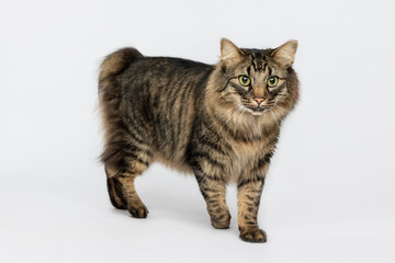 Obraz premium Cat in Studio