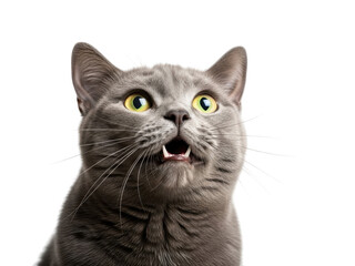 A gray cat with yellow eyes looking up with mouth open isolated on transparent background