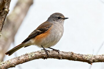 Fototapeta premium Bird Perched On Tree Branch in natural environment