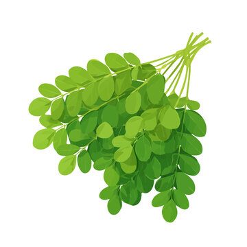 Minimalist 2D vector icon representation of a Moringa, displayed on a pure white background