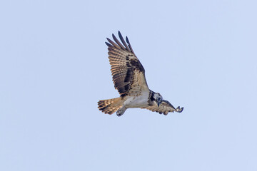 狩りをするミサゴ