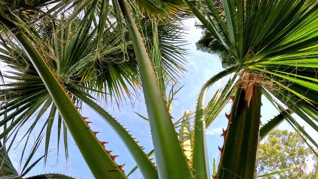 coconut palm tree