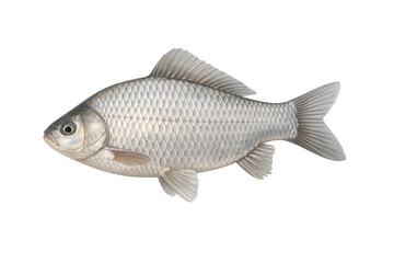 Silver carp fish swimming, displaying aquatic animal life, freshwater species ready for fishing, food, or wildlife concepts