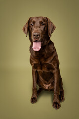 Fototapeta premium AKC Chocolate Lab in Studio