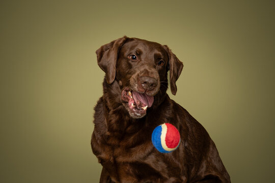 AKC Chocolate Lab in Studio