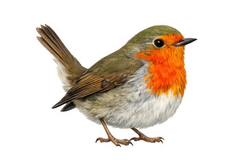 Fototapeta premium European robin bird small passerine with orange red breast and brown feathers standing, transparent background