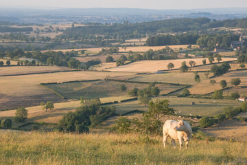 Le Charolais ou Charollais est une r&eacute;gion naturelle de France, situ&eacute;e autour de la ville de Charolles, dans le d&eacute;partement de Sa&ocirc;ne-et-Loire et la r&eacute;gion Bourgogne-Franche-Comt&eacute;.