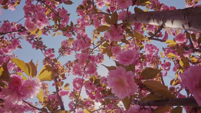 Movement up between branches of Sakura blossom covered with rose-colored flowers on blue sky background. Deep-pink, double flowers of Japanese cherry tree, Prunus serrulata Kanzan are in full bloom