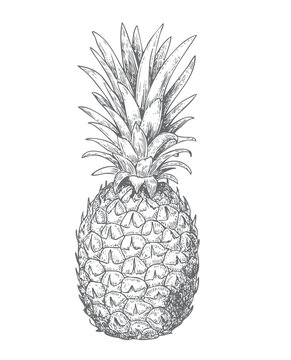 Elegant botanical pineapple engraving in classic style.