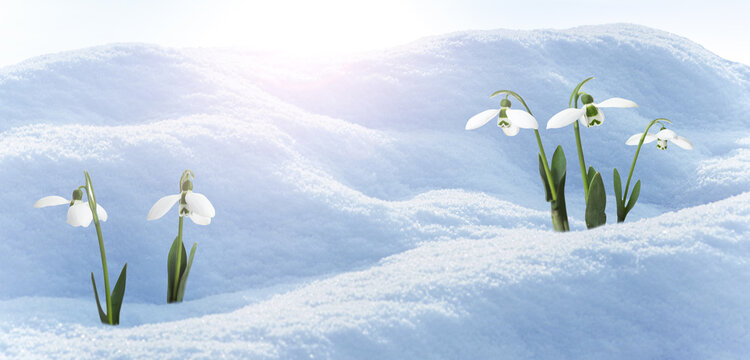 Beautiful snowdrops growing and blooming in sunlit snow