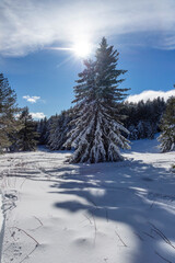 Fototapeta premium Landscape of Vitosha Mountain, Bulgaria