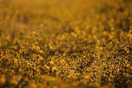 fiori gialli al tramonto in estate