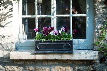 Purple geranium flower pot on a window blind