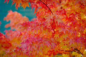 Red and orange autumn maple leaves on a tree branch texture