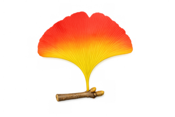 Standing out with striking autumn colors, a ginkgo leaf blends from orange to yellow, resting on a small twig