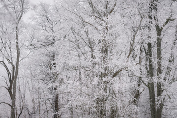 Fototapeta premium Frozen forest landscape with frost-covered branches creating a quiet and atmospheric winter mood.Trees covered in hoarfrost forming a dense winter forest scene on a cold, overcast day. 