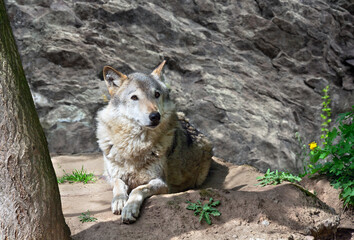 Fototapete bei efototapeten.de bestellen   