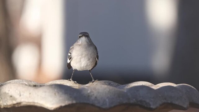 Mockingbird black, white, and grey bird sipping water from birdbath. 