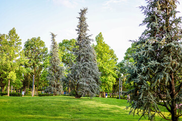 The photo shows a beautiful spruce and pine tree growing in a park in Krasnodar, Russia.