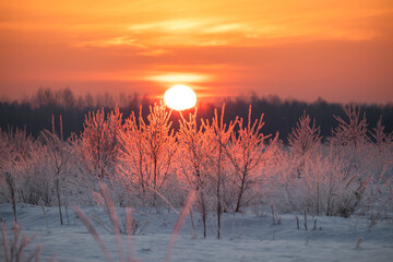 An orange sunrise on a frosty morning with frosted trees. A winter landscape. Biting frost. Winter.