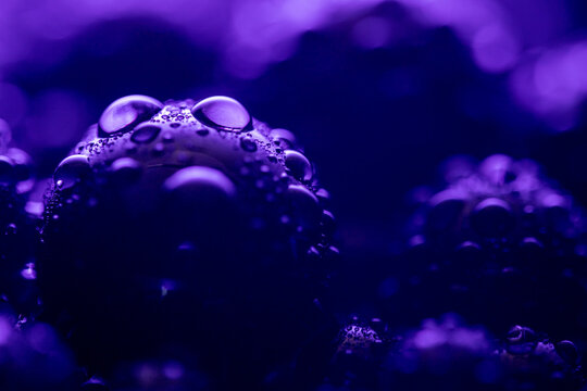 The image is of a purple object with many small droplets of water on it