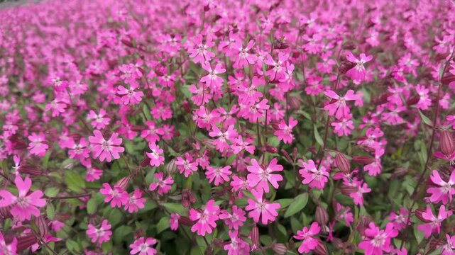 Beautiful Red Champion or Red Catchfly flowers sway in the wind at springеtime