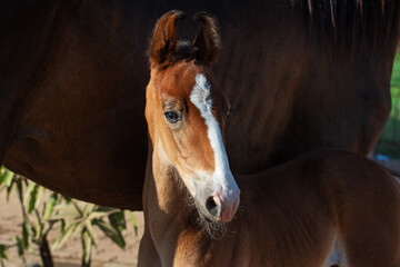 Fototapeta premium portrait of chestnut Marwari little foal posing with mom. close up