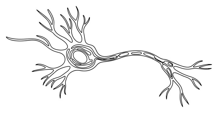 Neuron nerve cell structure. Continuous one line drawing of brain cell with dendrites and axon. Medical biology vector illustration.