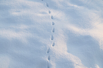 足跡のついた雪原