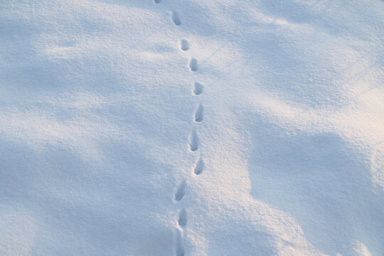 足跡のついた雪原
