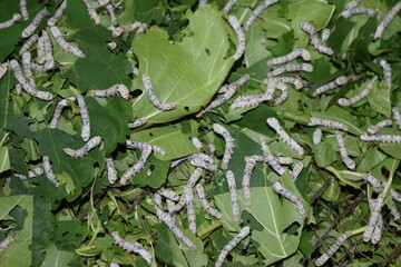 養蚕場 カイコ 桑の葉
