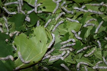 養蚕場 カイコ 桑の葉