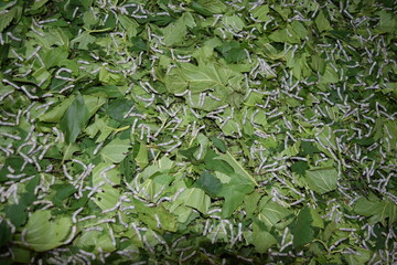 養蚕場 カイコ 桑の葉