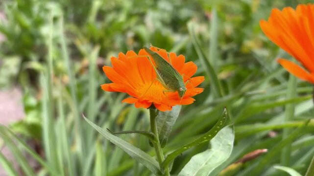 A close-up shot of a green grasshopper resting peacefully on the petals of a vibrant orange calendula flower in a garden setting, surrounded by lush green foliage.
