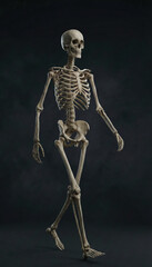 Human skeleton 3D medical visualization - Walking skeleton pose for biomechanics concept