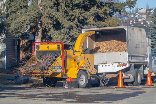 Calgary, Alberta, Canada. Jan 20, 2026. An industrial yellow Vermeer wood chipper processing tree branches into a mulch truck on a residential street.