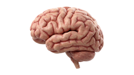 Human Brain Anatomy Isolated: Realistic human brain model on a white background, symbolizing neuroscience, intelligence, cognition, and medical science.