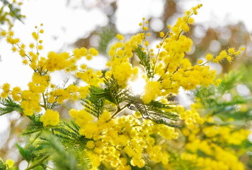 Mimosa tree, Acacia dealbata, background and texture
