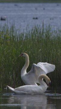 Two white swan birds preening beating wings river landscape