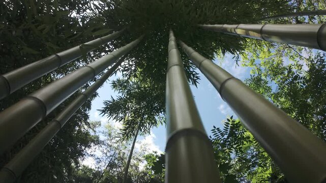 Panning shot of dense bamboo thickets in sunny day