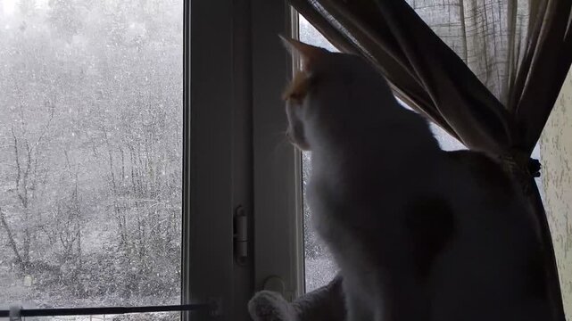 Indoor cat watching snowfall: White cat with light ginger spots sitting on a cat tree indoors, looking through a window as snow falls outside, focus on falling snow.