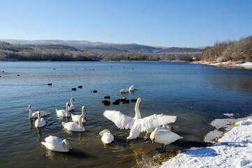 beautiful swans on the winter lake © mikhailgrytsiv