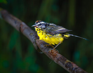 Ara&ntilde;ero coronado chico ave